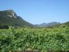 Vignoble des Corbières