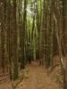 Toujours la forêt, août 2009 Toujours la forêt